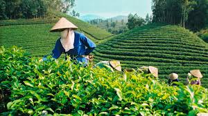 Thương hiệu Chè Thái Nguyên