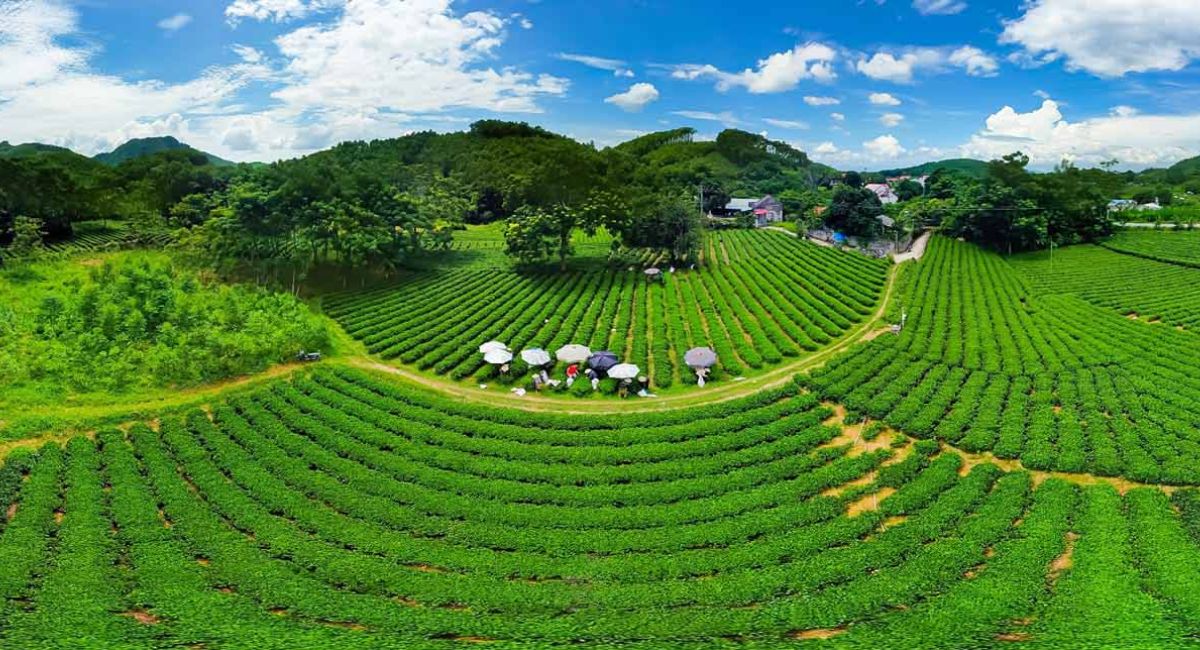 Flycam đồi chè Tân Cương
